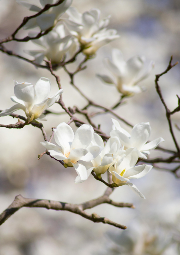 fleurs-blanches fleurs blanches sur une branche d'arbre